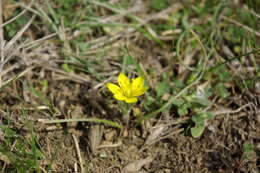 Image de Gagea bohemica (Zauschn.) Schult. & Schult. fil.