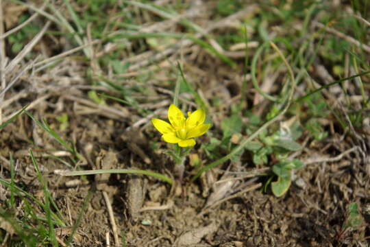 Image of star of Bethlehem