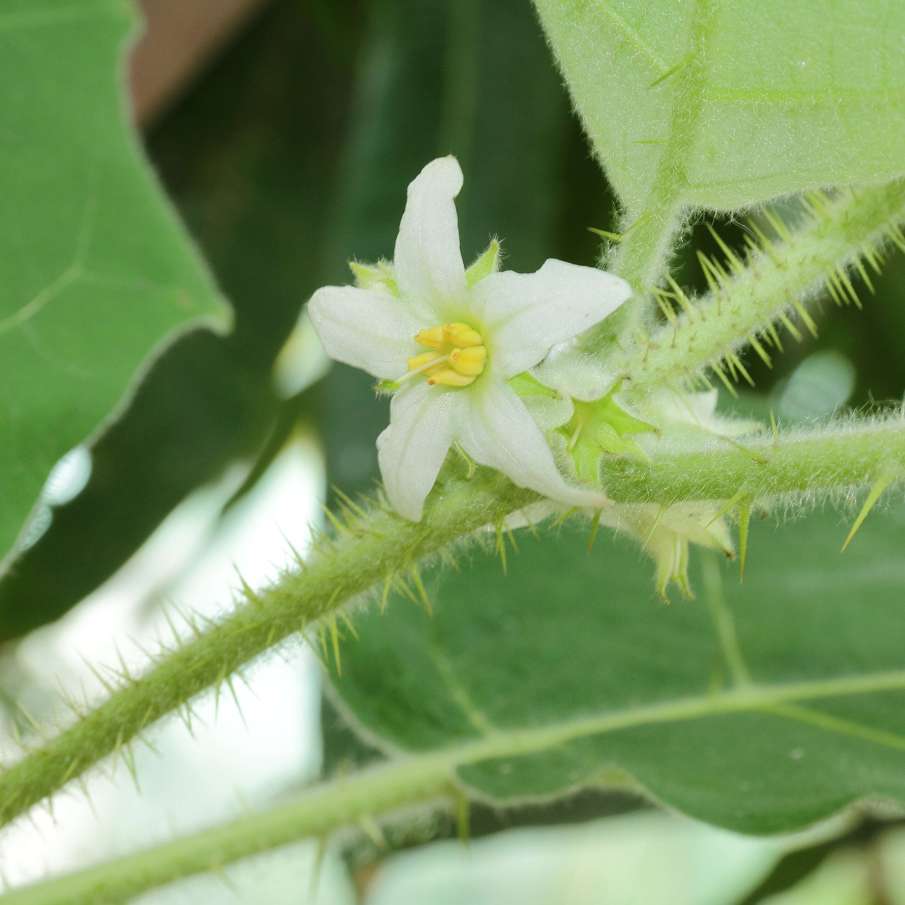 Image de Solanum pseudolulo C. B. Heiser