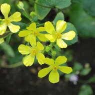 Image of Azores buttercup