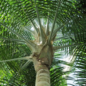 Image of Majestic Palm