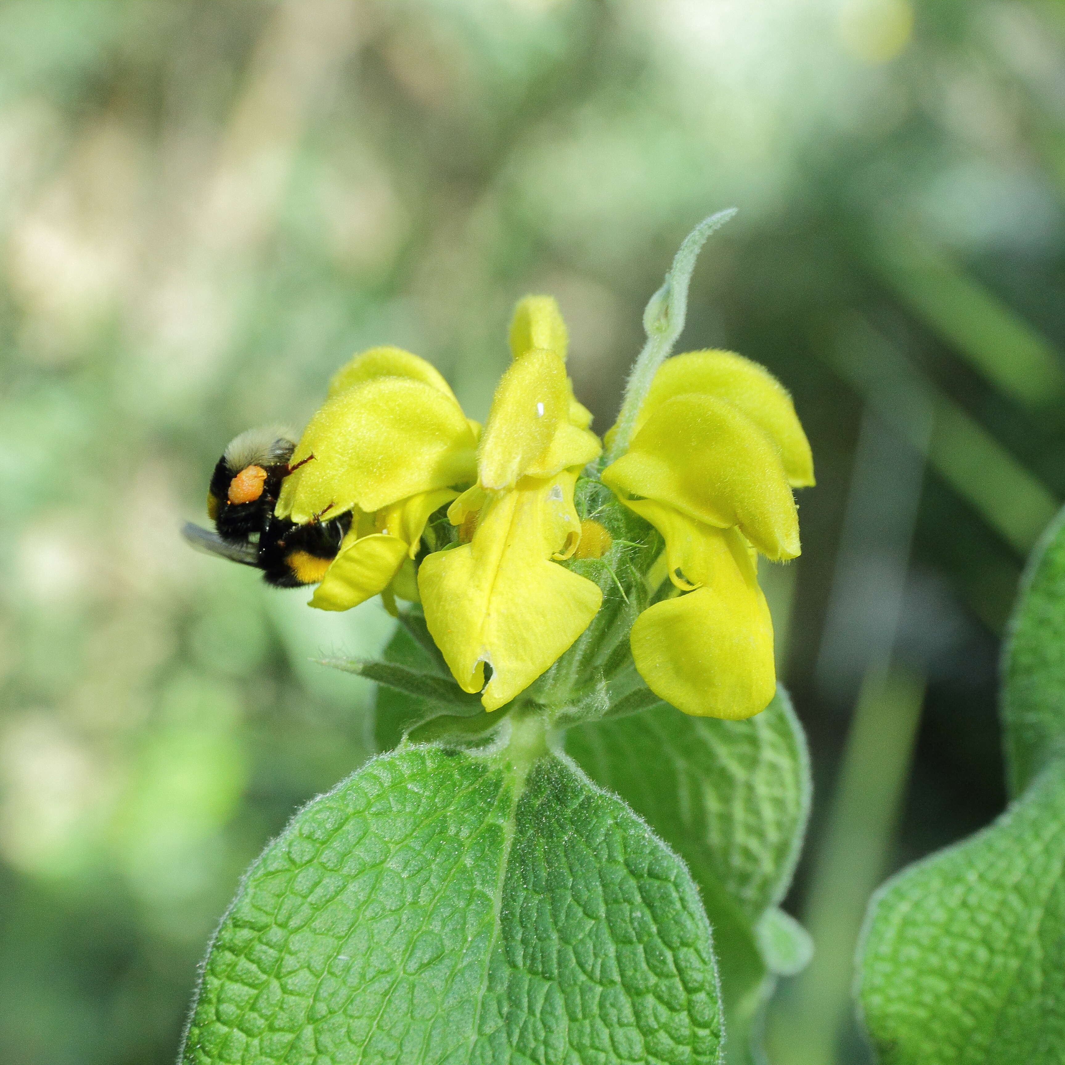 Image of shrubby Jerusalem sage