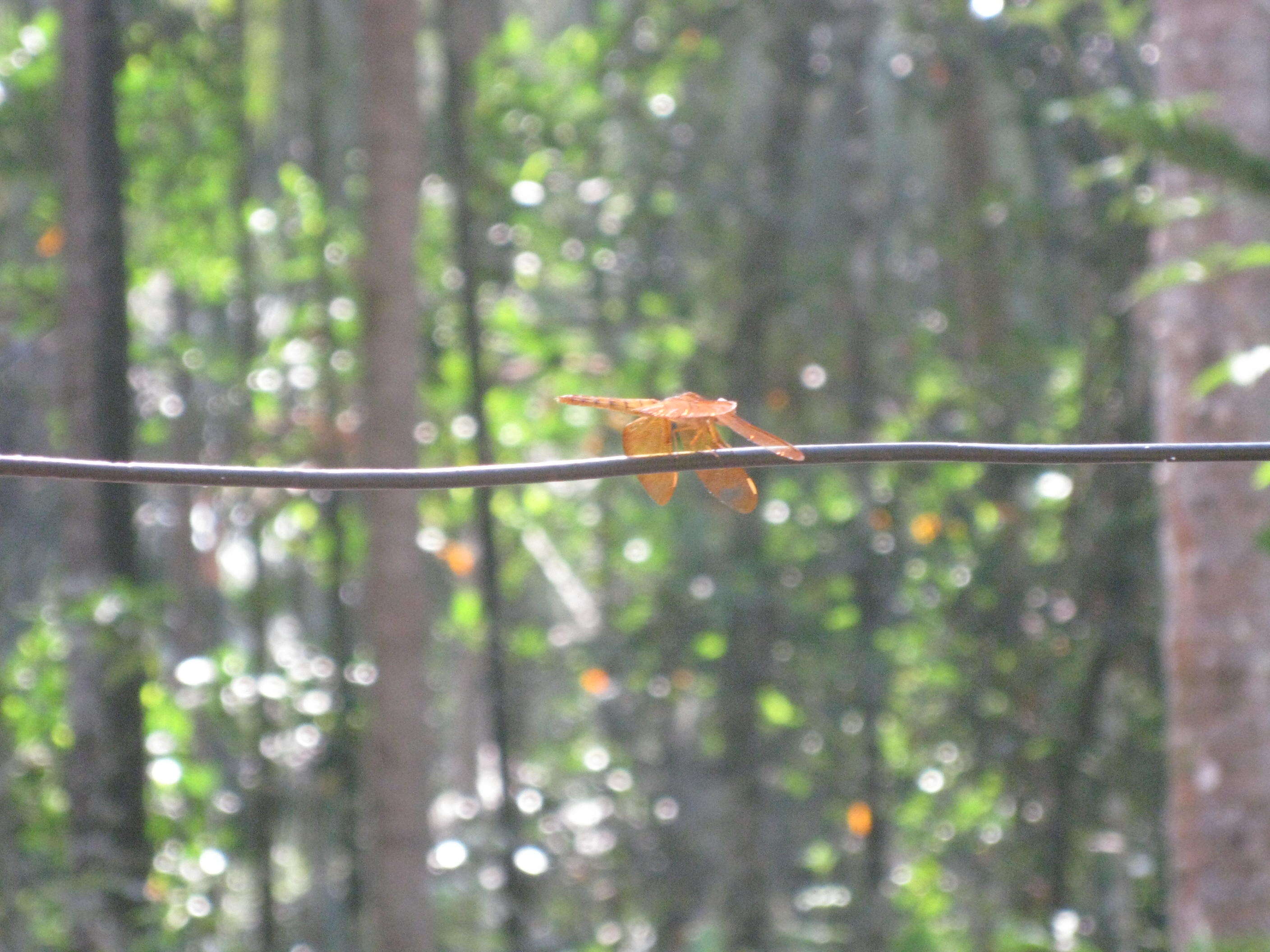 Image of Black Stream Glider