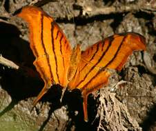 Image of Ruddy Daggerwing