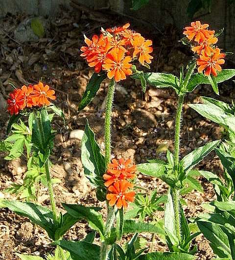 صورة Silene chalcedonica (L.) E. H. L. Krause