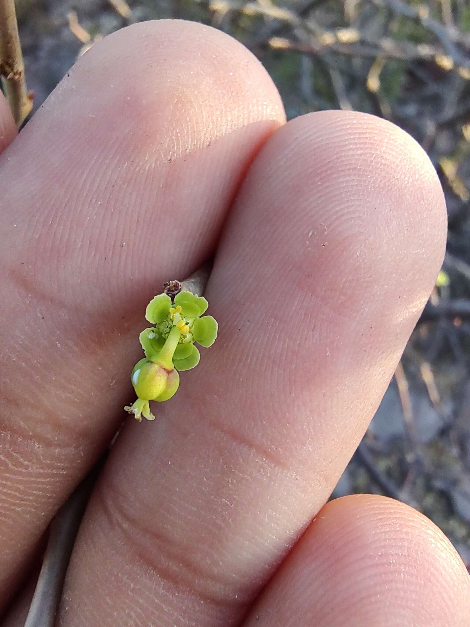 Image of Euphorbia californica Benth.