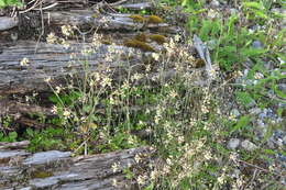 Image of Mouse-ear Cress