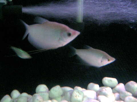 Image of moonlight gourami