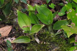 Image of Eucosia longirostrata (Hayata) T. C. Hsu