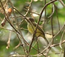 Hemitriccus striaticollis (Lafresnaye 1853)的圖片