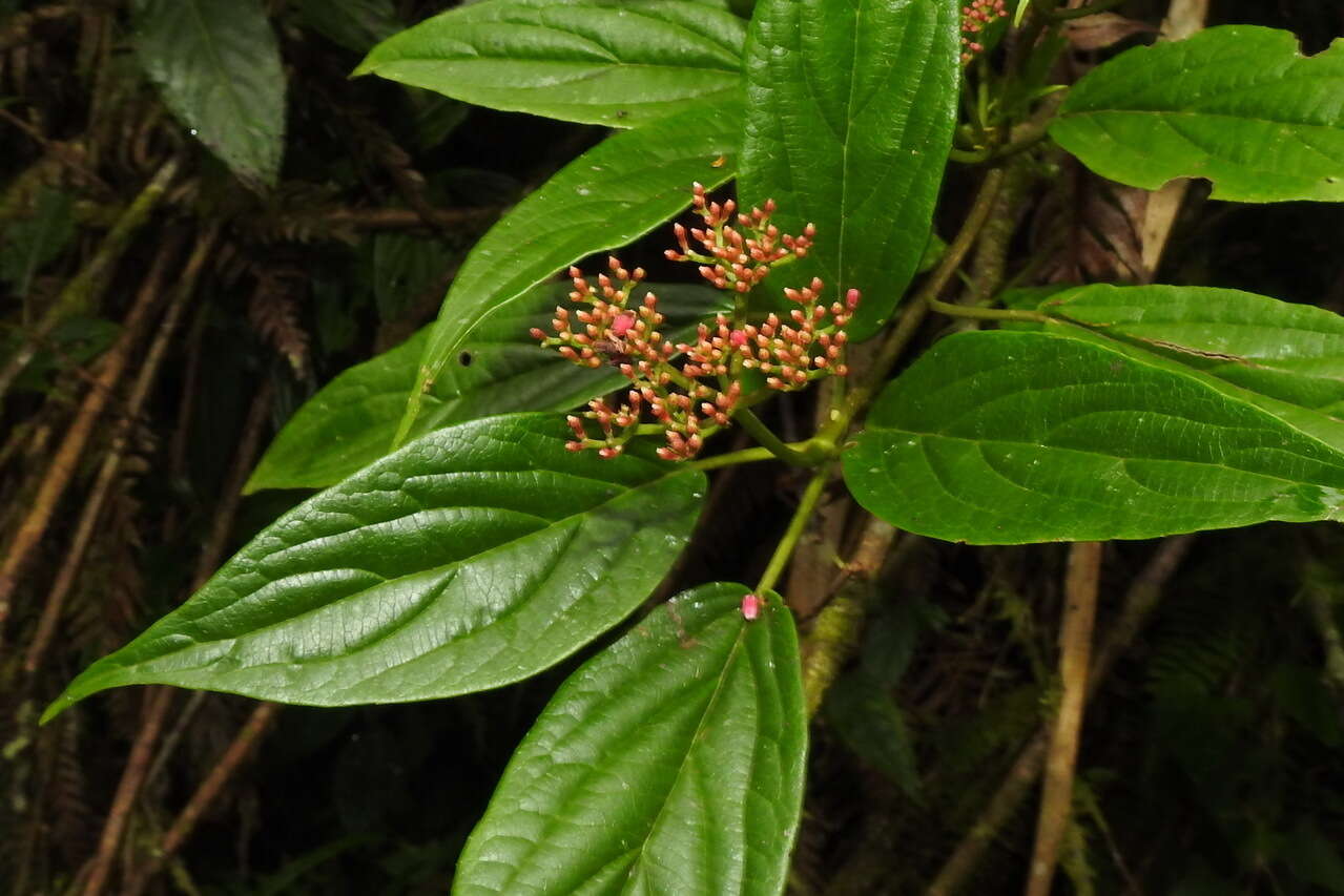 Image de Viburnum urceolatum Sieb. & Zucc.