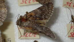 Image of sweet gale moth