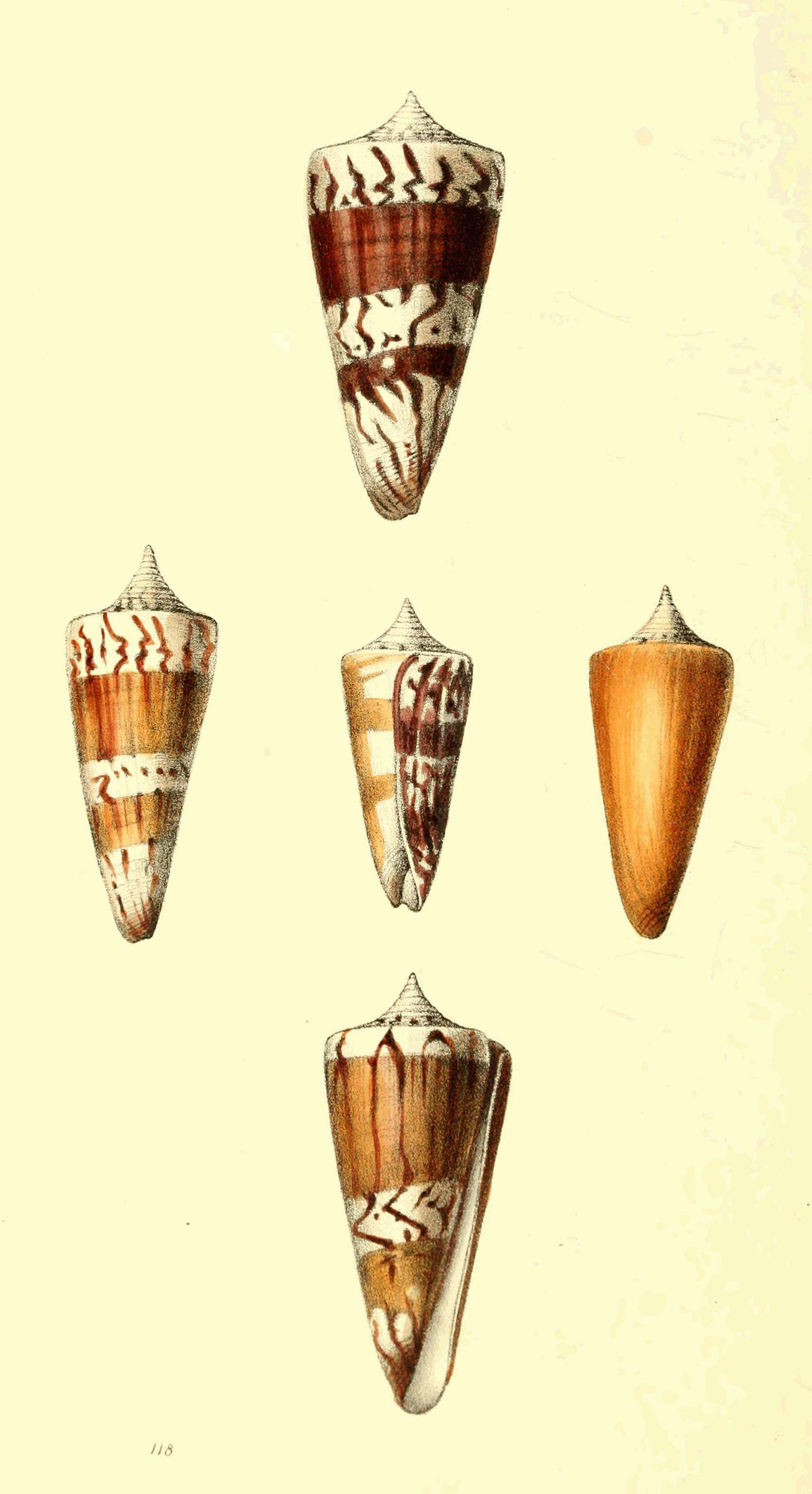 Image of general cone