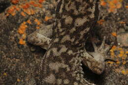 Image of Darwin's Marked Gecko