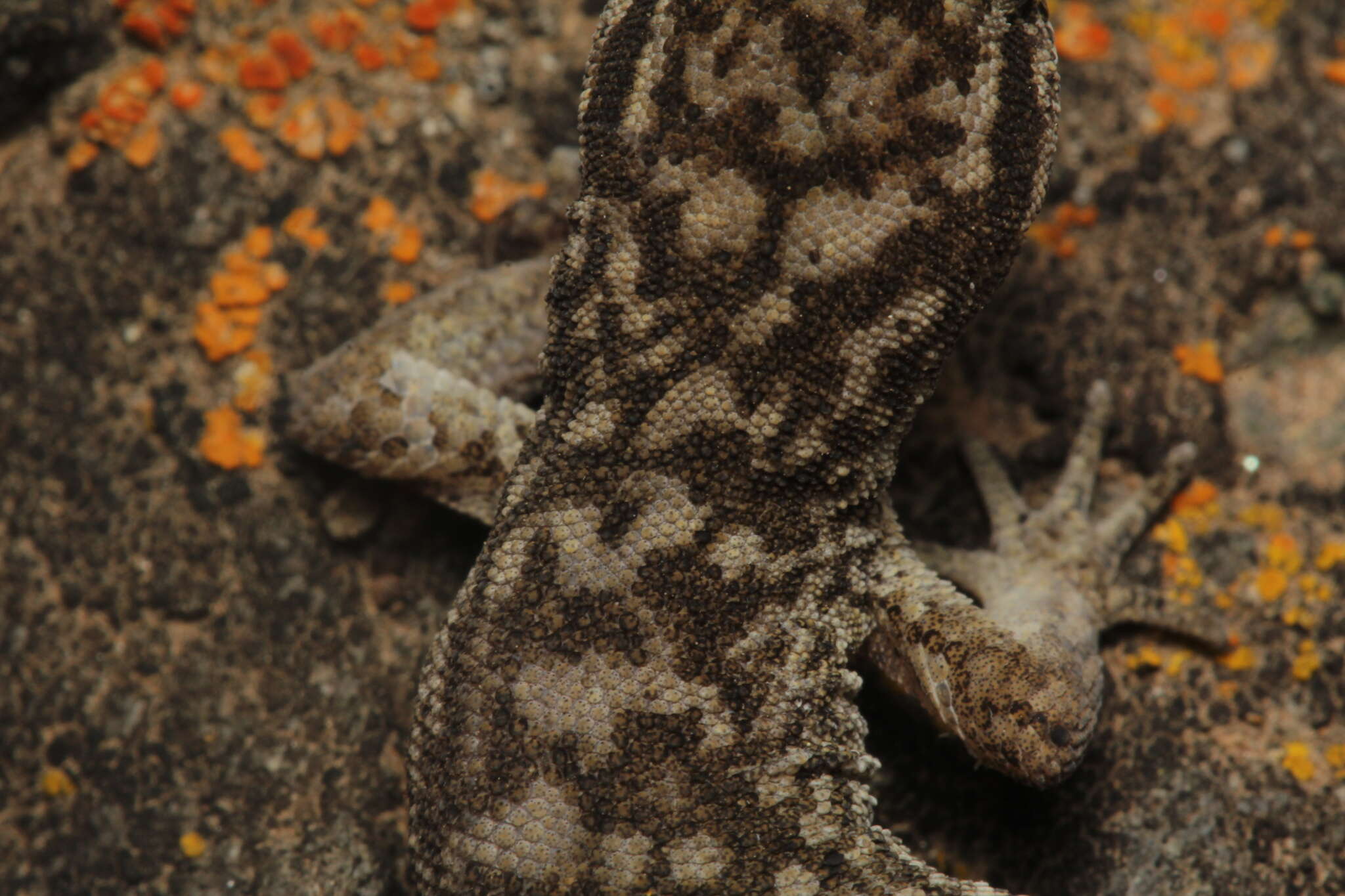 Image of Darwin's Marked Gecko