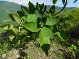 Image of Fraxinus purpusii Brandegee