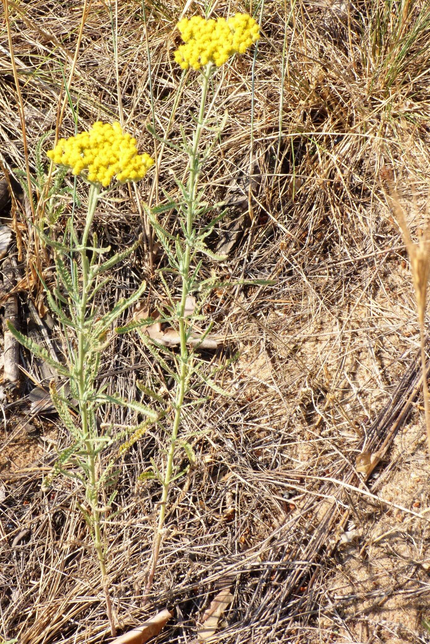 Image of Achillea micrantha Willd.