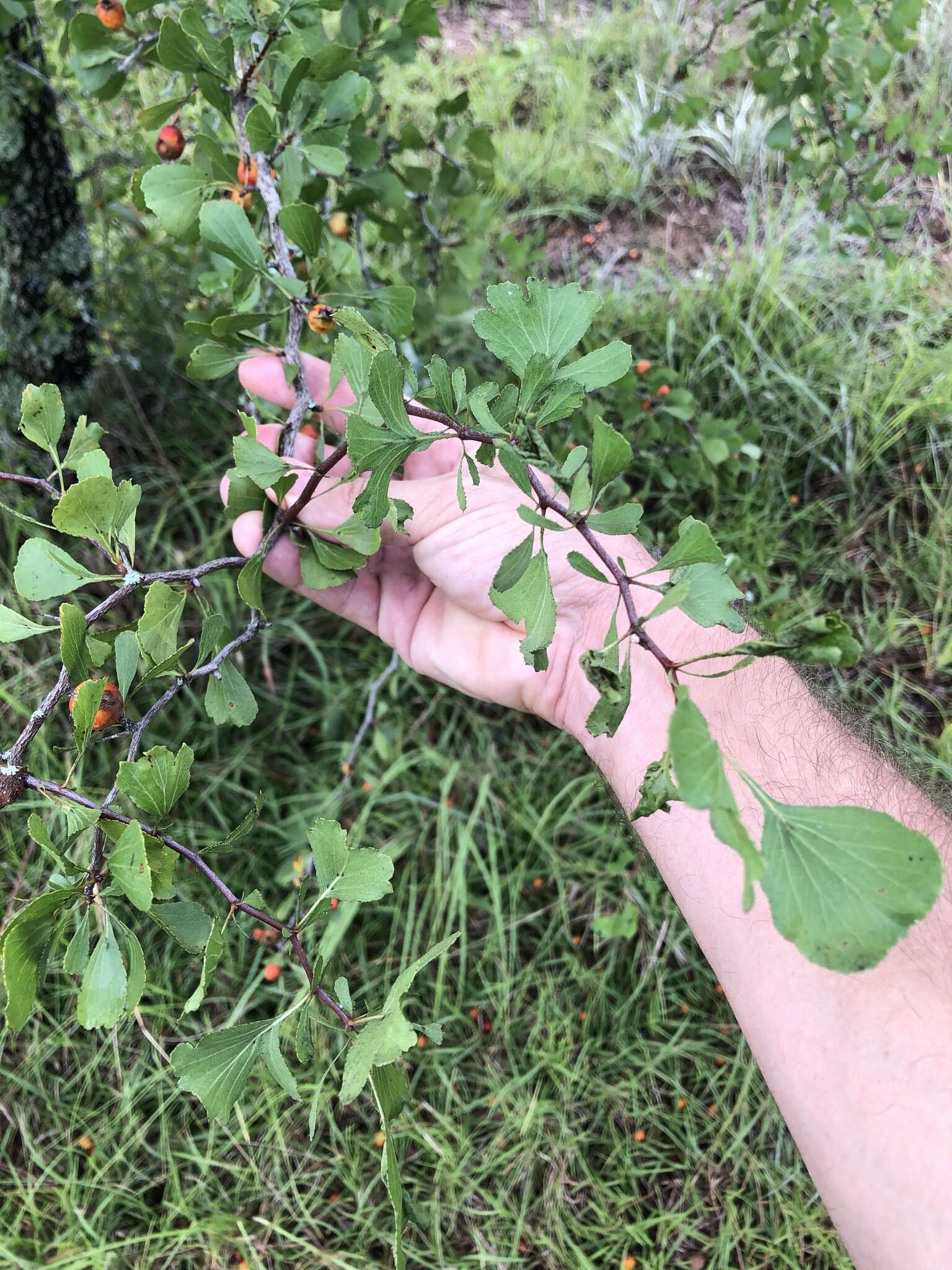 Image of Crataegus lassa Beadle