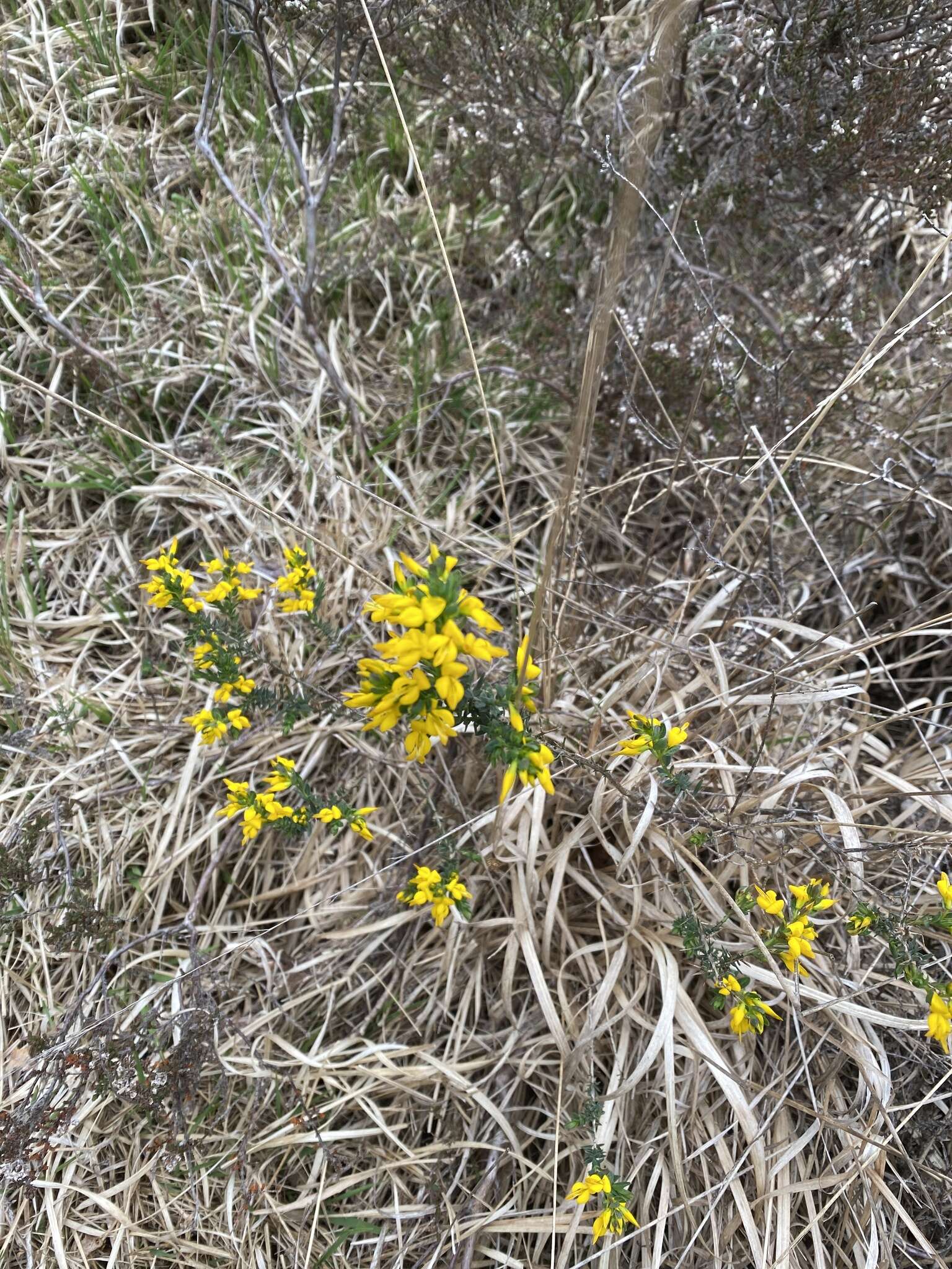 Слика од Genista anglica L.