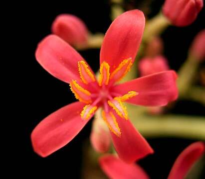 صورة Jatropha cathartica Terán & Berland.