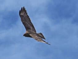 Image of Buteo buteo insularum Floericke 1903