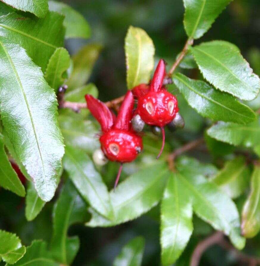 Image of Mickey Mouse plant