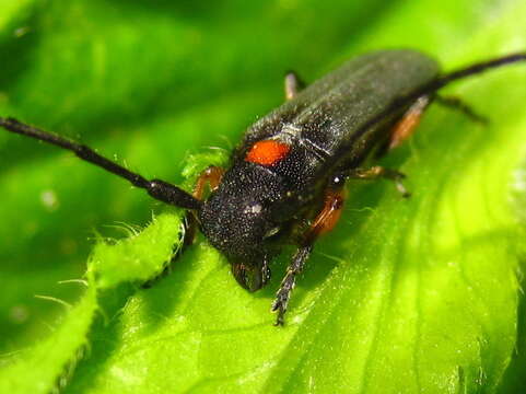 Image of Phytoecia rufiventris Gautier 1870