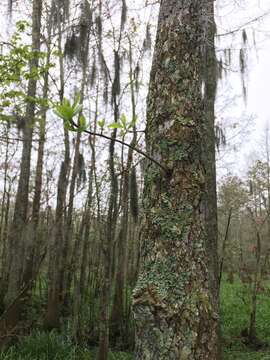 Image of Swamp Tupelo