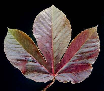 Image of bellyache bush