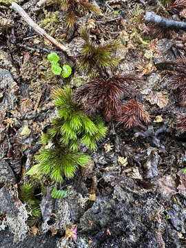 Image of Dendroligotrichum dendroides Brotherus 1905