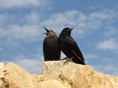 Image of Arabian Chestnut-winged Starling