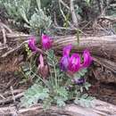 Imagem de Astragalus amphioxys var. vespertinus (Sheldon) M. E. Jones