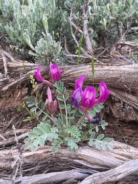 Plancia ëd Astragalus amphioxys var. vespertinus (Sheldon) M. E. Jones