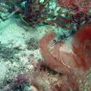 Image of Claudea elegans