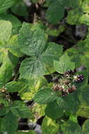 Image of Rubus horrefactus P. J. Müll. & Lefevre