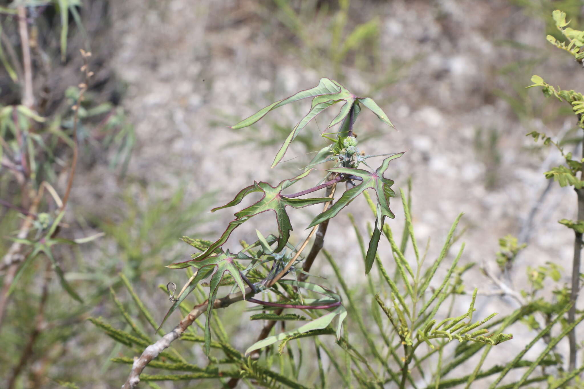 Plancia ëd Manihot subspicata D. J. Rogers & Appan