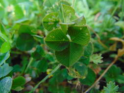 Image of Aztec Clover