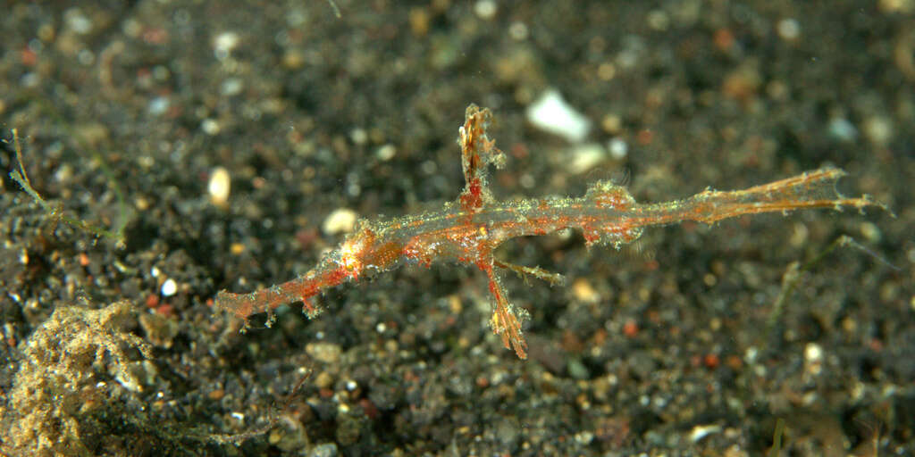 Image of Hairy ghost pipefish