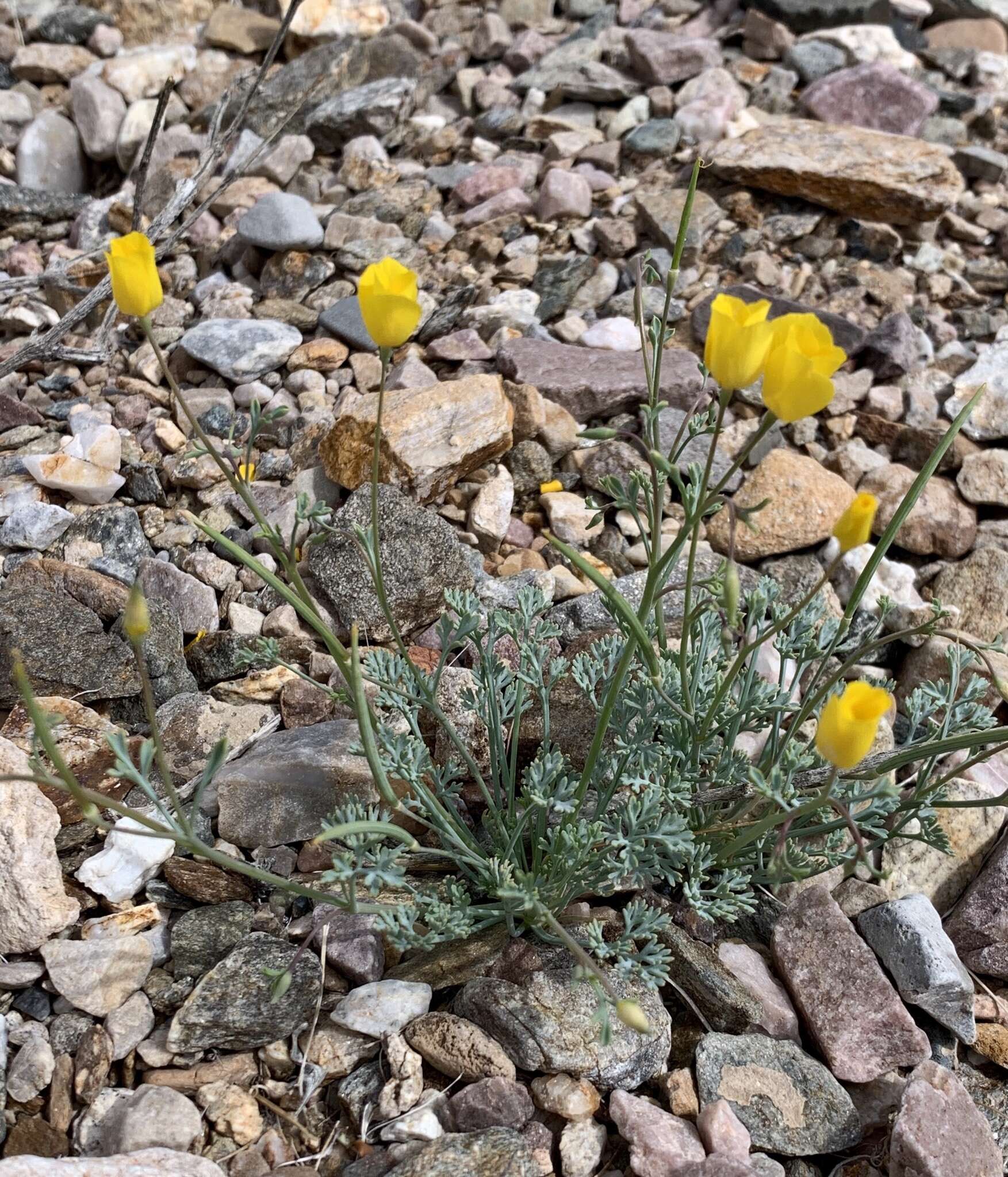 Image of Coville's poppy