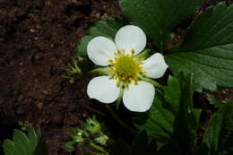 Image of Garden strawberry