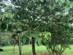 Image of Sterculia parviflora Roxb.