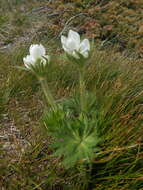 Imagem de Anemonastrum narcissiflorum (L.) Holub