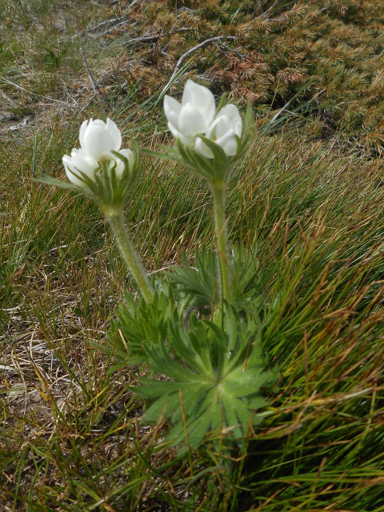 Imagem de Anemonastrum narcissiflorum (L.) Holub