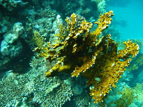 Image of Fire coral