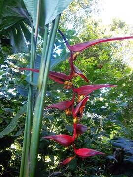 Image of Heliconia collinsiana var. collinsiana