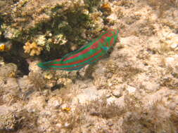 Image of Parrotfish