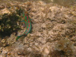 Image of Parrotfish