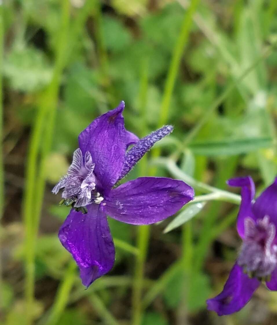 Delphinium patens subsp. patens的圖片