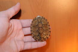 Image of Keeled Musk Turtle