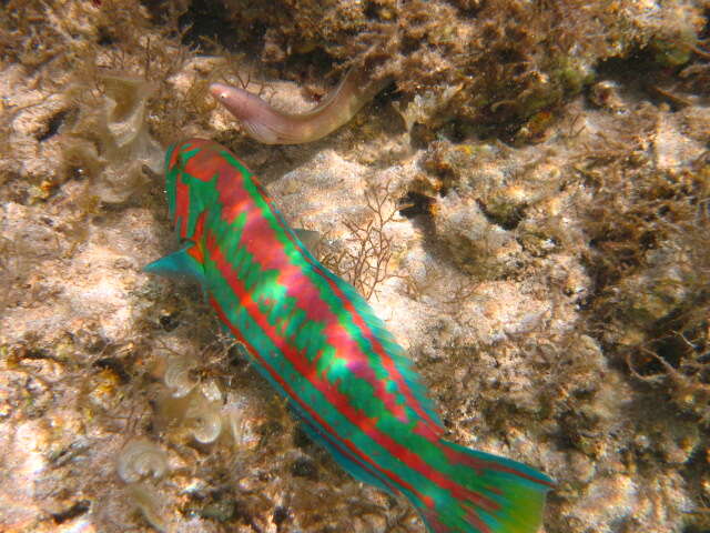 Image of Parrotfish